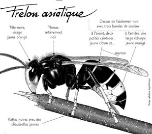 Les frelons asiatiques